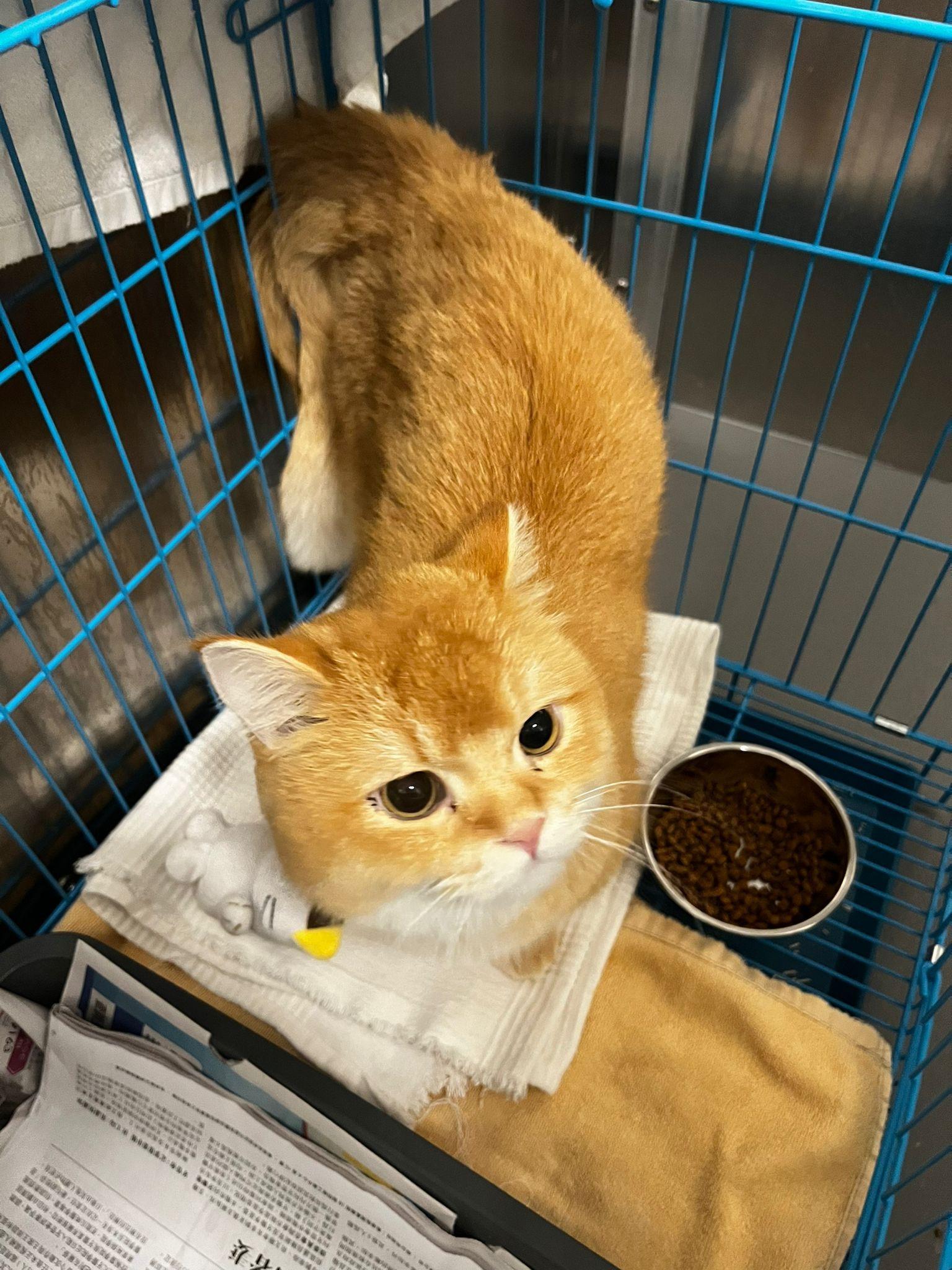 愛協西貢領養中心新增貓隻領養服務。