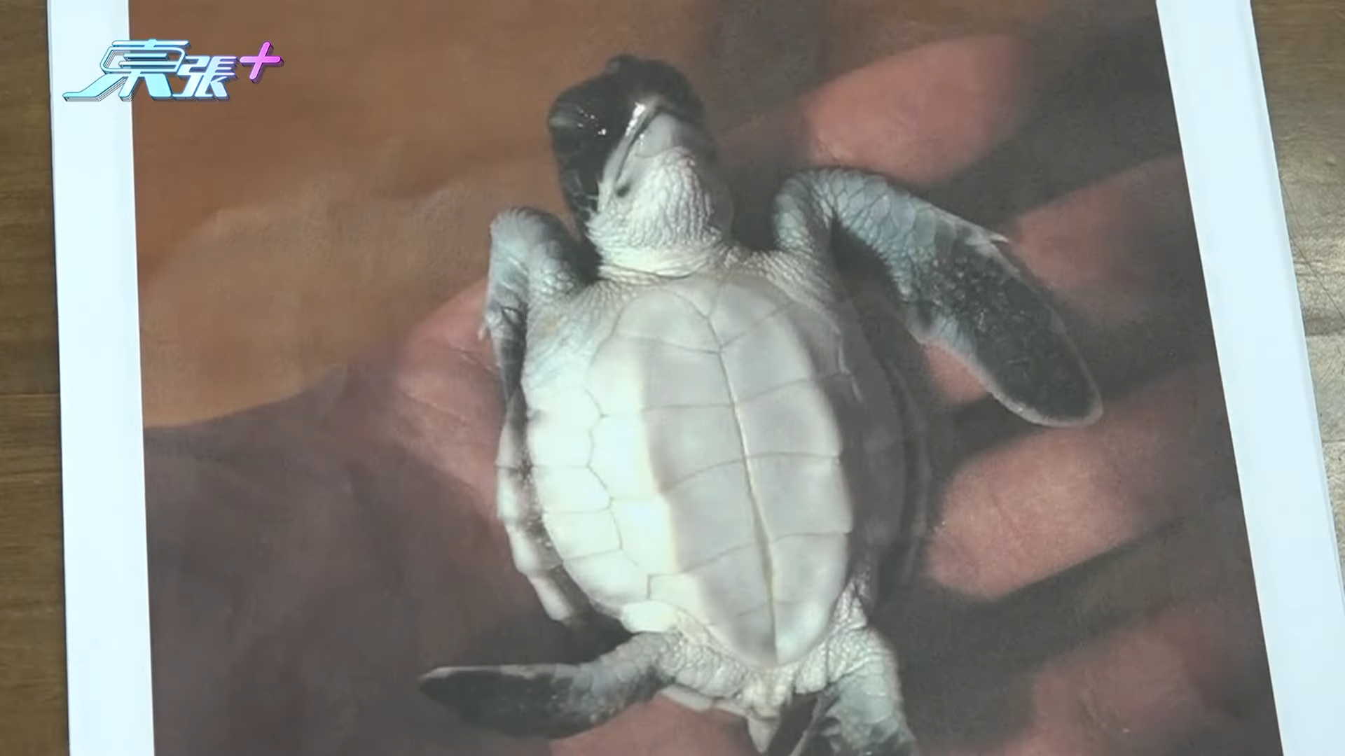 郭秀文展示主人留下的照片及信件。