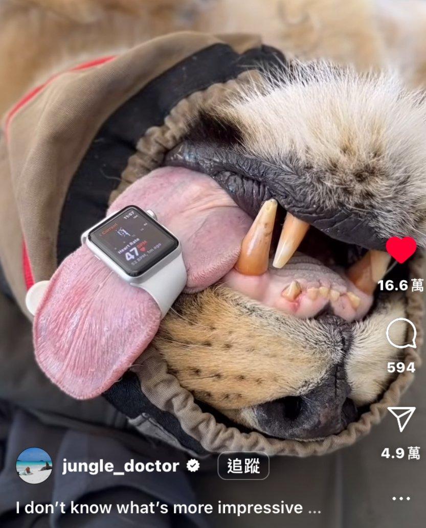 澳洲的一名獸醫 Chloe Buiting 在 @jungle_doctor 上發佈了一條影片,影片中 Chloe 分別將 Apple Watch 放在獅子的舌頭上,及大象的身上,以量度牠們的心率。