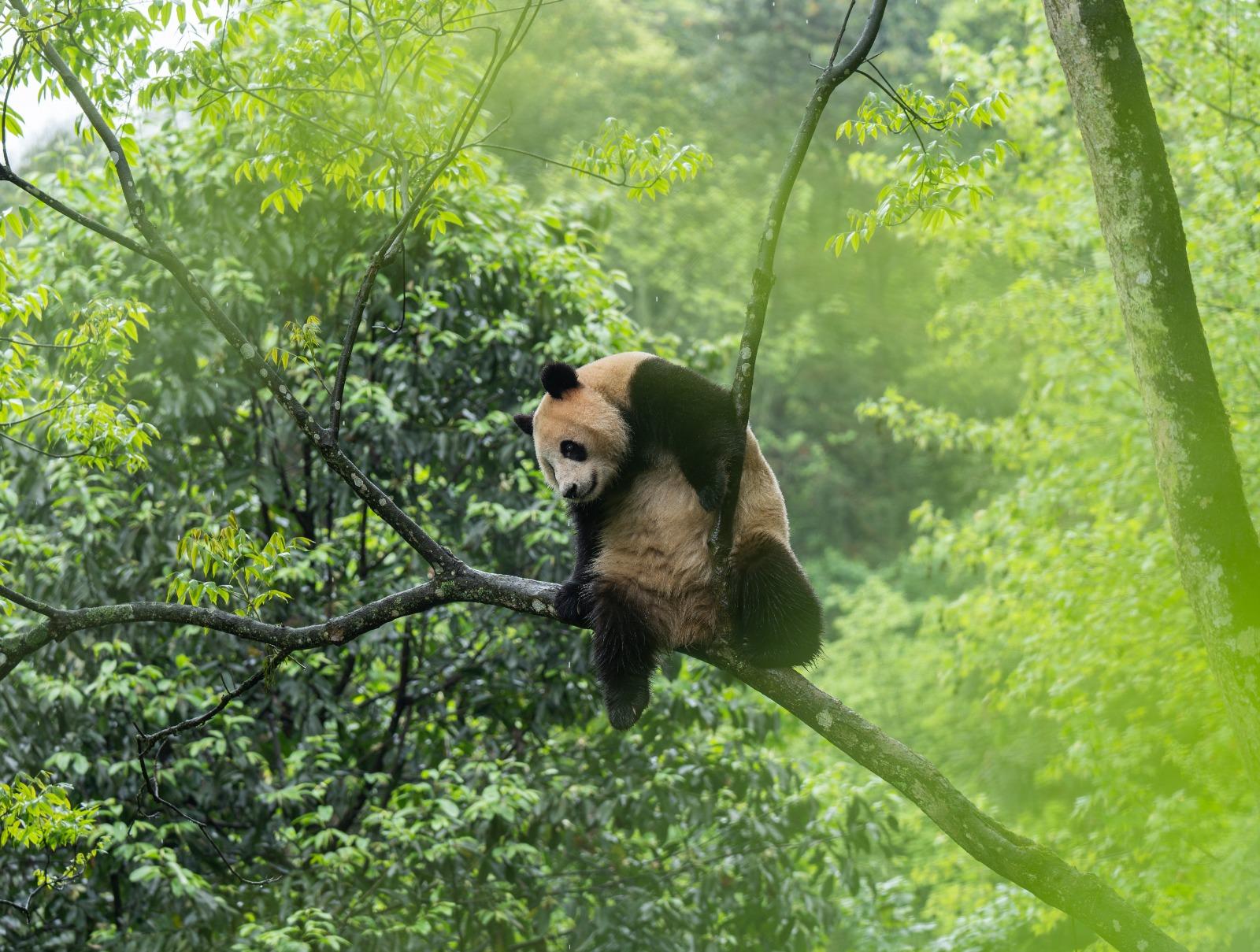 大熊貓「雲川」「鑫寶」啟程赴美開啟新一輪合作。(新華社資料圖片)
