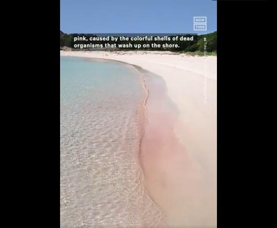 社交網上有介紹「粉紅沙灘」的影片。(互聯網)