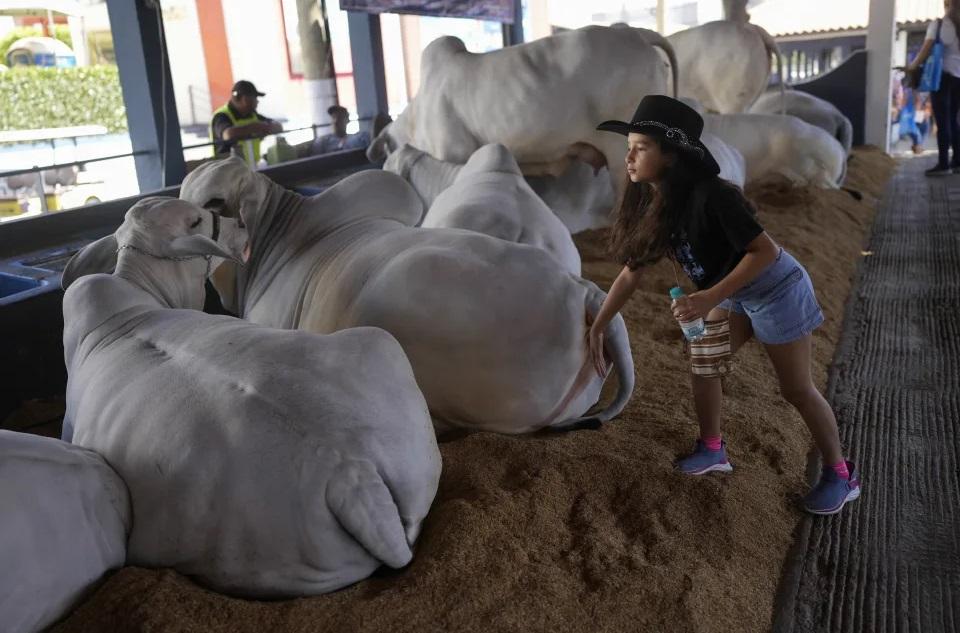 一名女童對肩峰牛(zebu)甚有興趣。(美聯社)