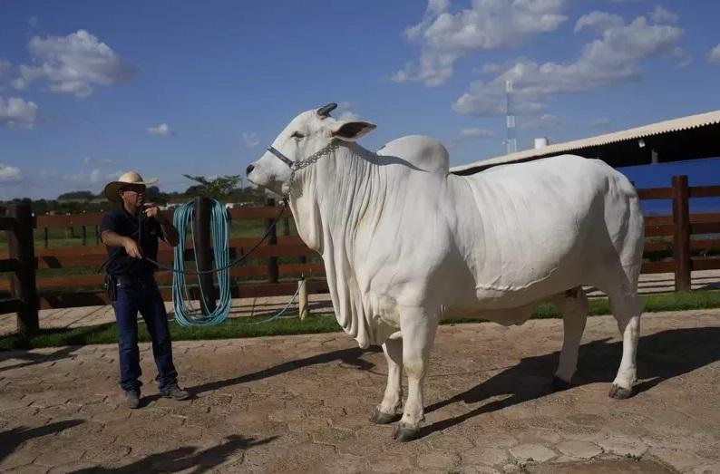 「維亞蒂娜-19」是全球最貴的母牛。(美聯社)