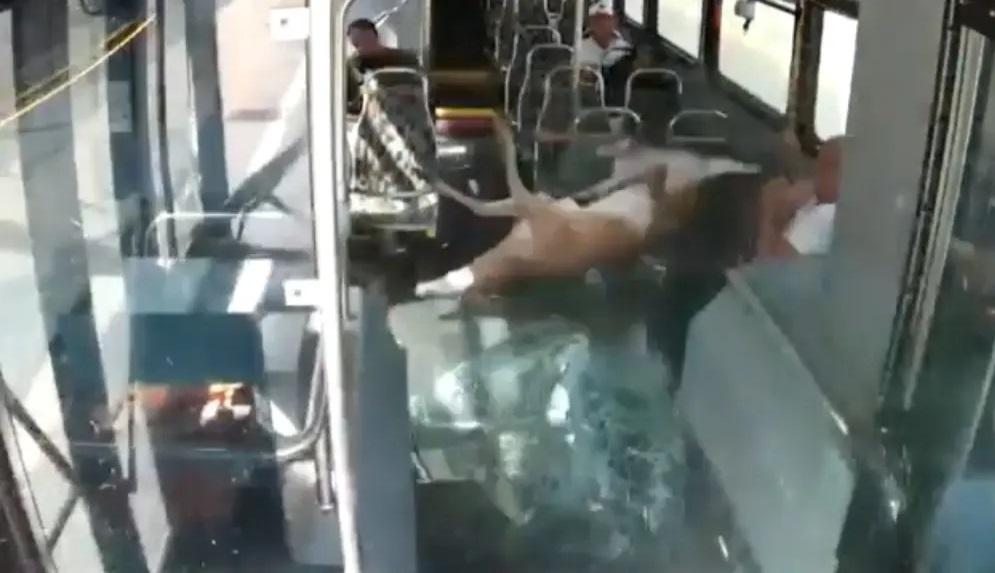 野鹿插入車廂,擋風玻璃隨之飛來,乘客嚇親。(互聯網)