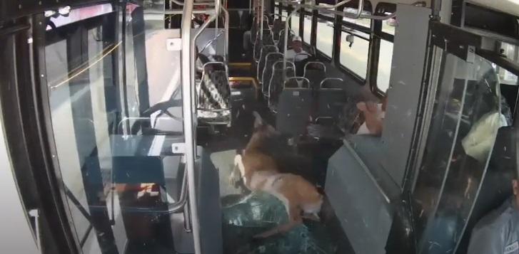 野鹿跌在地上痛苦掙扎,乘客受驚。(互聯網)