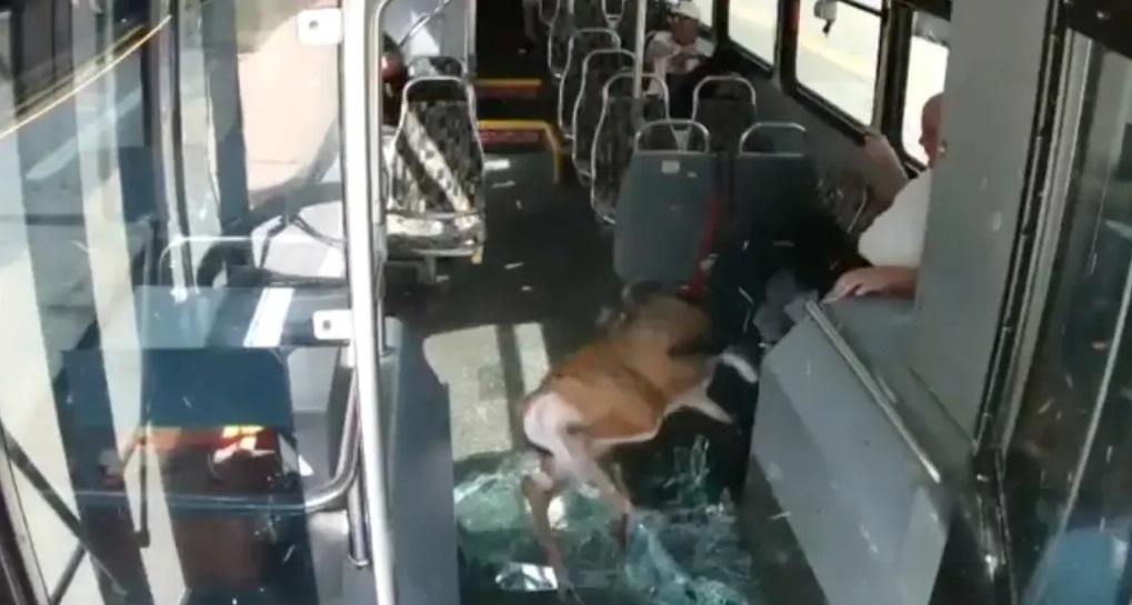 野鹿跌在地上痛苦掙扎,乘客嚇到跳上座位。(互聯網)