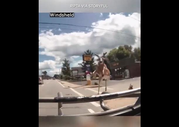 野鹿突然從路邊彈出。(互聯網)