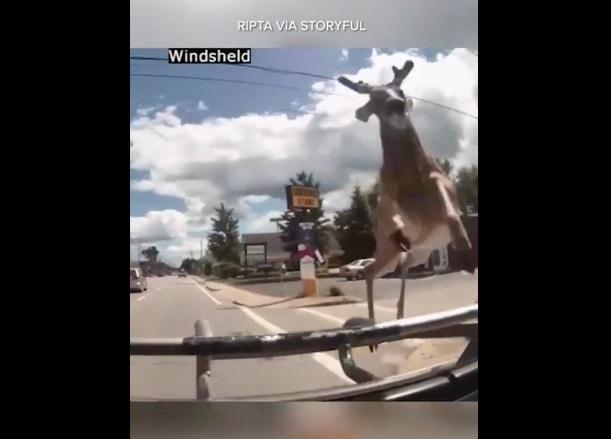 野鹿撲向車頭。(互聯網)