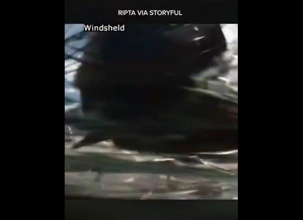 野鹿猛撞擋風玻璃。(互聯網)