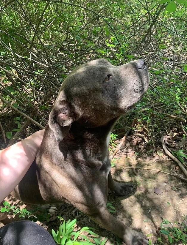 記掛遭吊死好友的流浪比特犬。(互聯網)