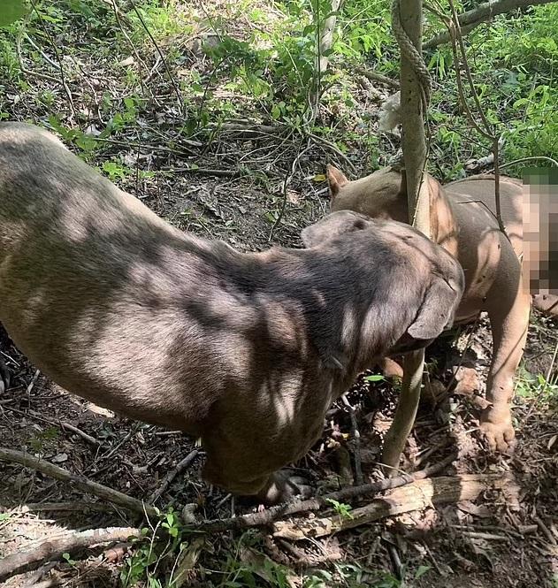 流浪比特犬嗅聞遭吊在樹上虐死的朋友遺體。(互聯網)