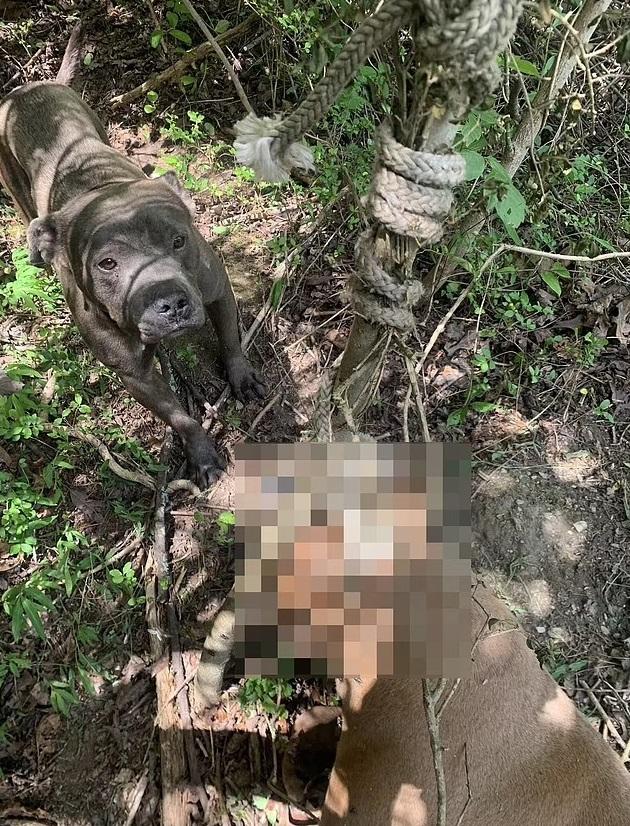 流浪比特犬帶動物收容所人員找到遭吊死好友的遺體。(互聯網)