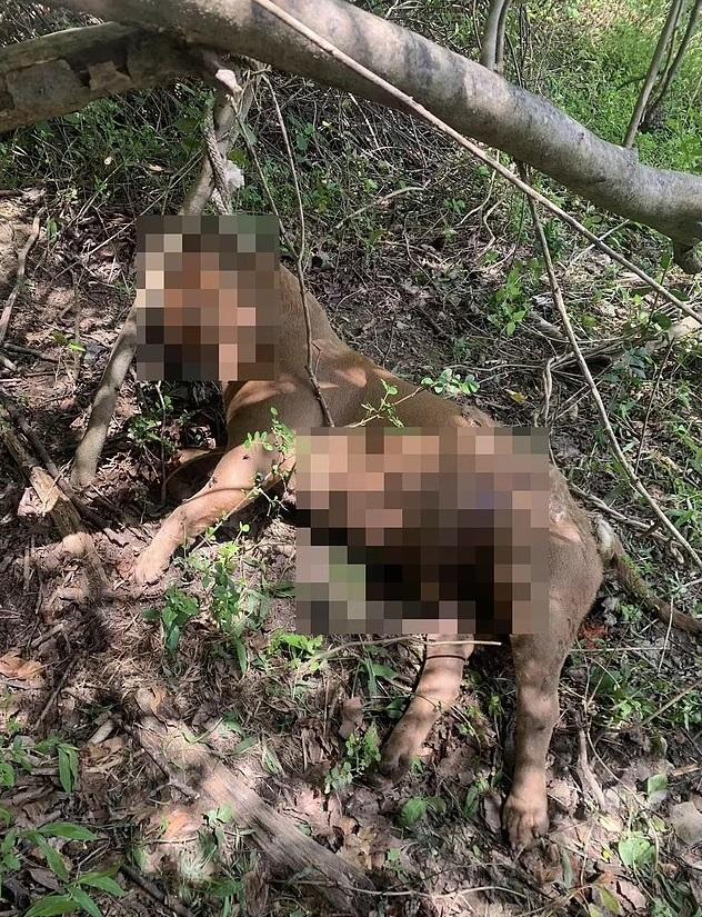 狗狗遭吊在樹上虐死。(互聯網)