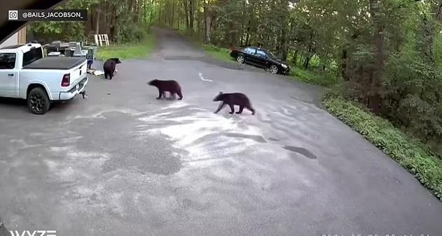 幼熊走到雅各布森住所外找食物。(互聯網)