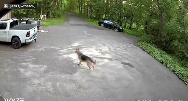 狗狗Zeus衝去垃圾桶,野熊一家正在覓食。(互聯網)