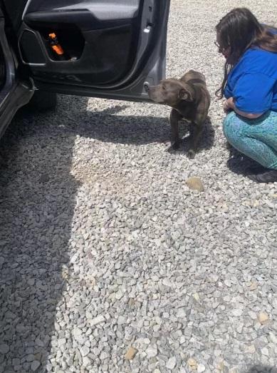 動保人員把比特犬帶回收容所。(互聯網)