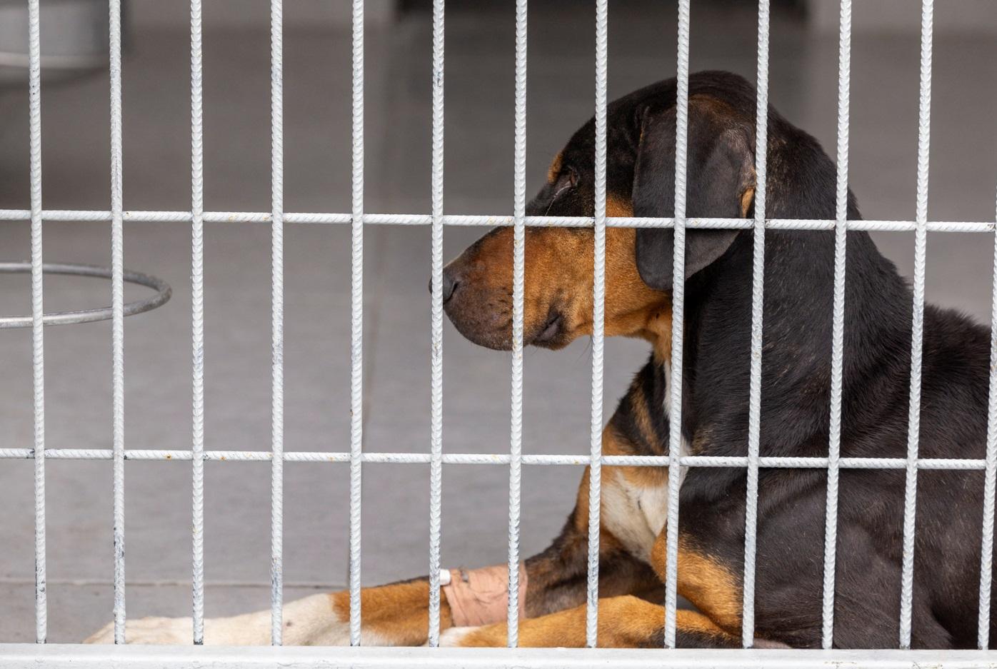 伊斯坦堡一間流浪狗收容所。(路透社)