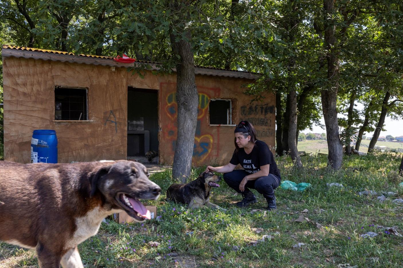 伊斯坦堡一間流浪狗收容所。(路透社)
