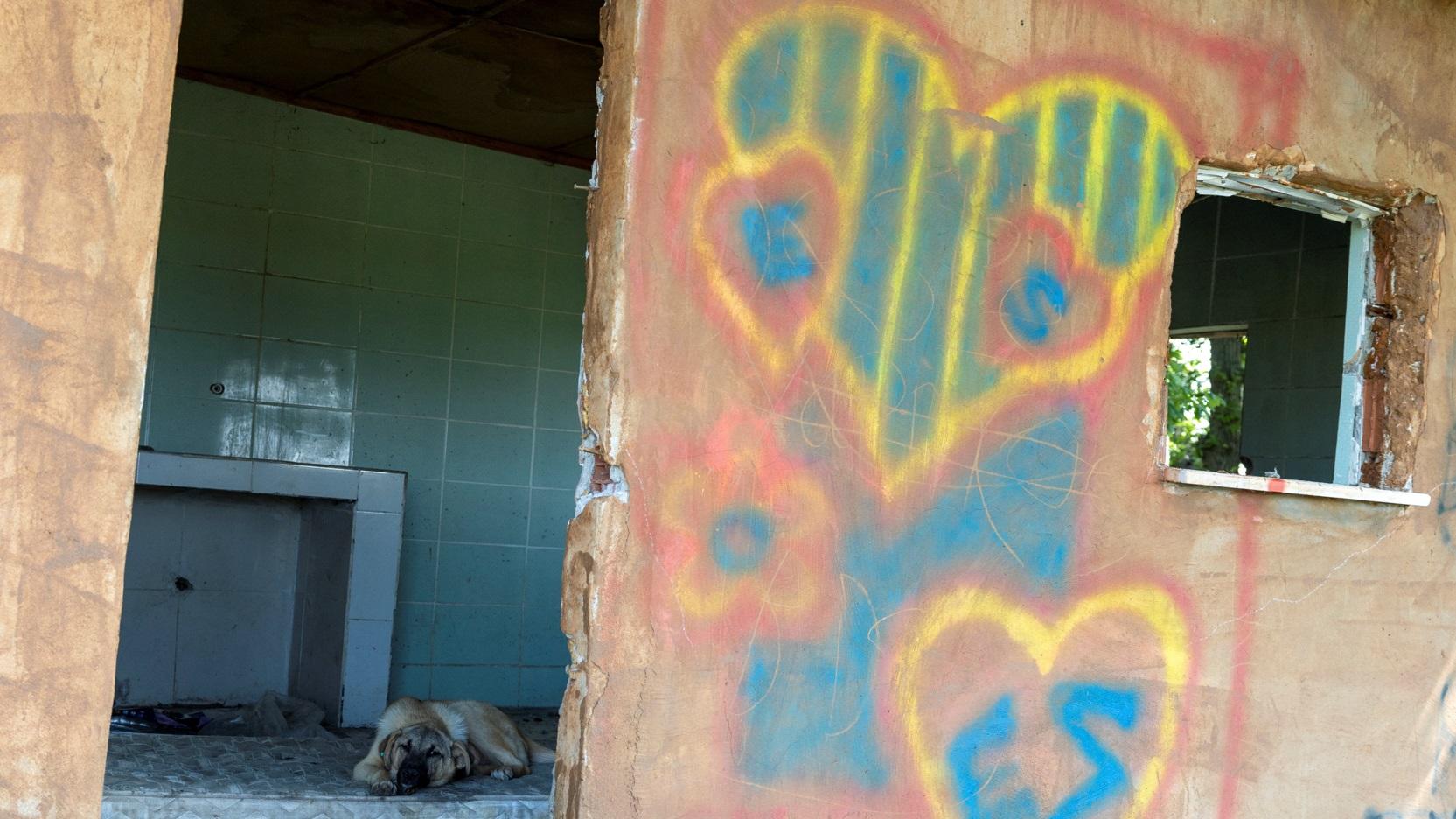 伊斯坦堡一間流浪狗收容所。(路透社)