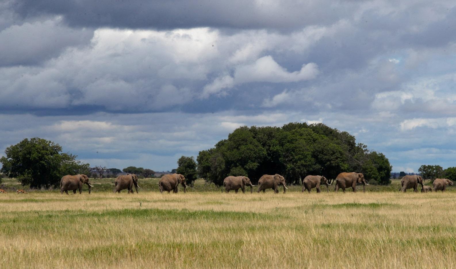肯尼亞安波沙里國家公園的象群。(路透社)