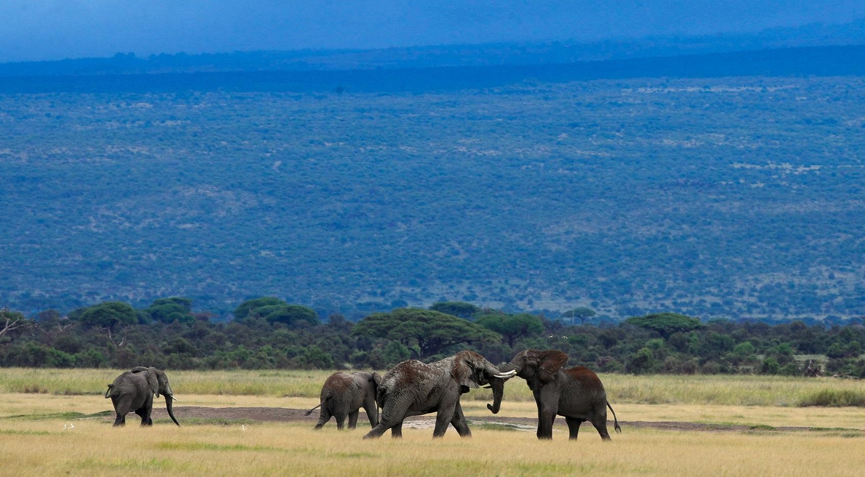 肯尼亞安波沙里國家公園的象群。(路透社)