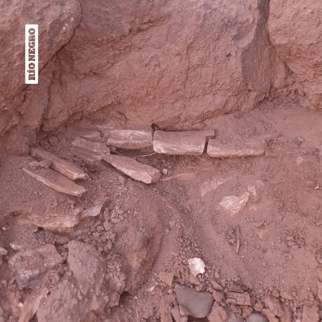 男童發現的草食恐龍骨化石。(互聯網)