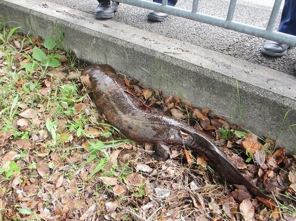 居民在京都鴨川發現巨型怪魚。(互聯網)