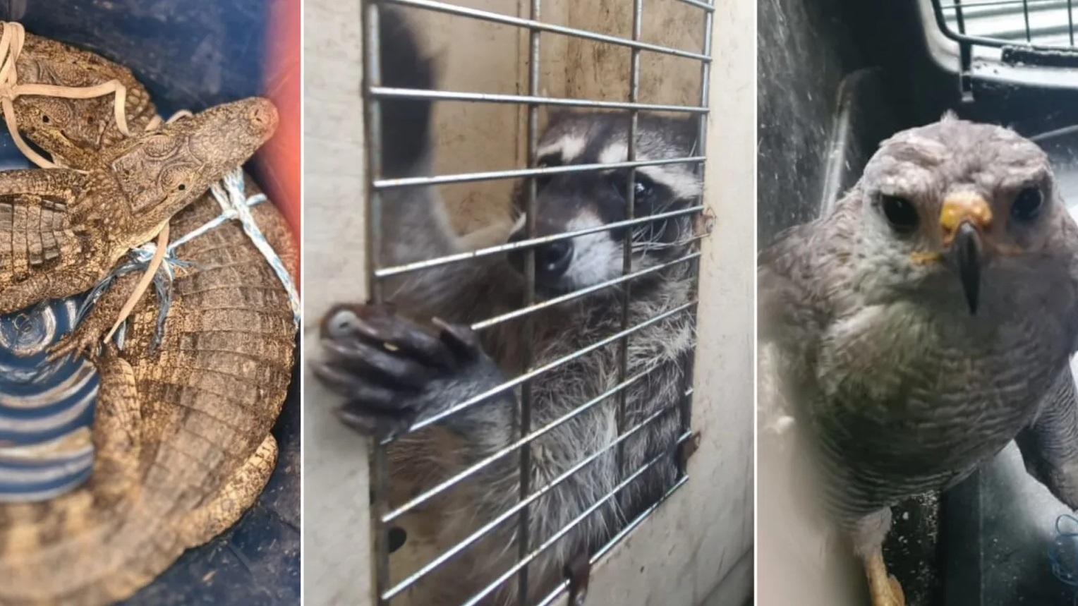 囚犯養鱷魚、老鷹、浣熊等野生動物來賞玩。(互聯網)