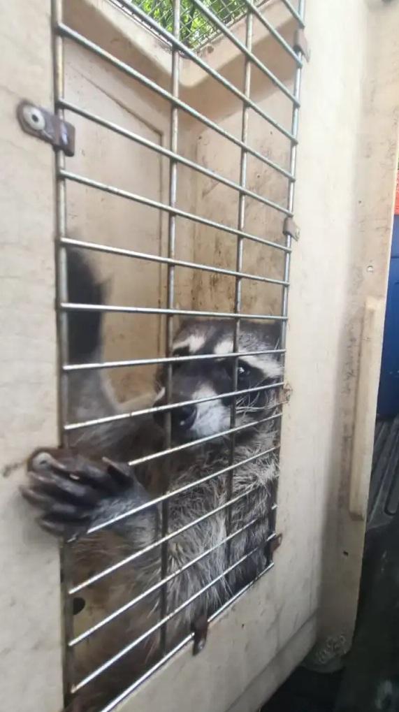 囚犯飼養的浣熊。(互聯網)