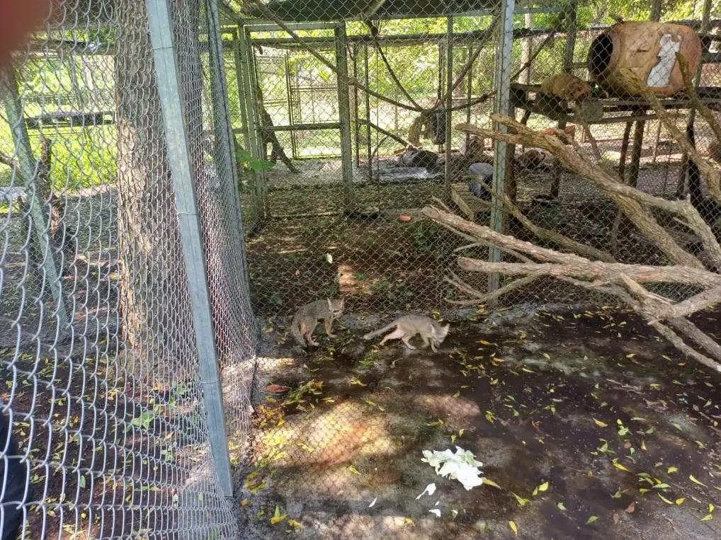 監獄裡的動物園。(互聯網)