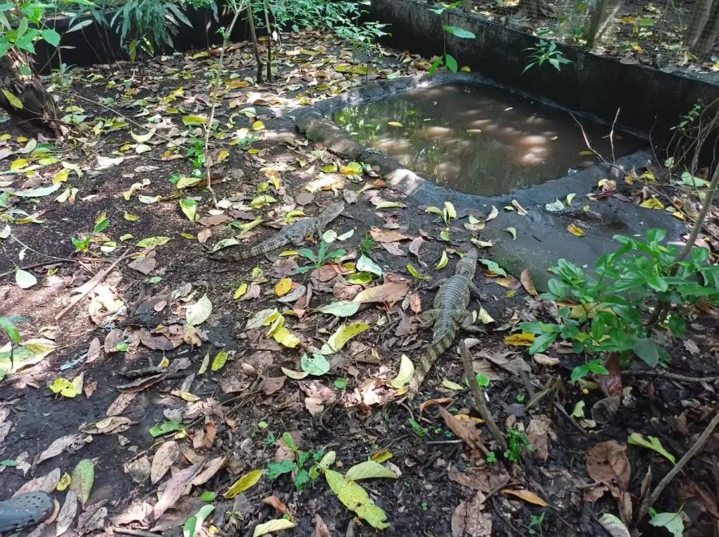 鱷魚池。(互聯網)