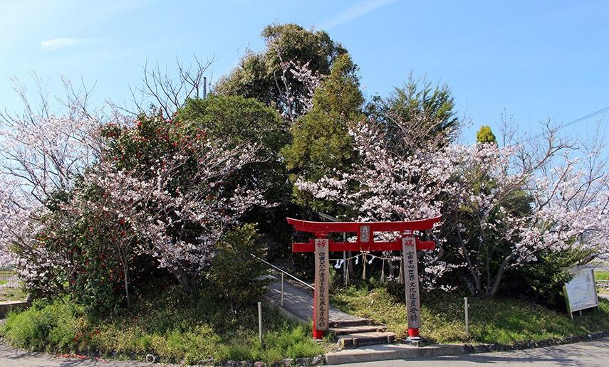辯天山櫻花盛開景色。(互聯網)