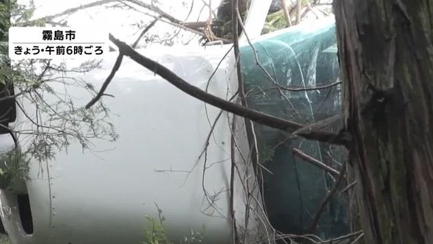 小型飛機掛在樹上多時。(互聯網)