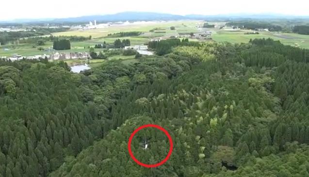 小型飛機撞進機場附近的樹林。(互聯網)