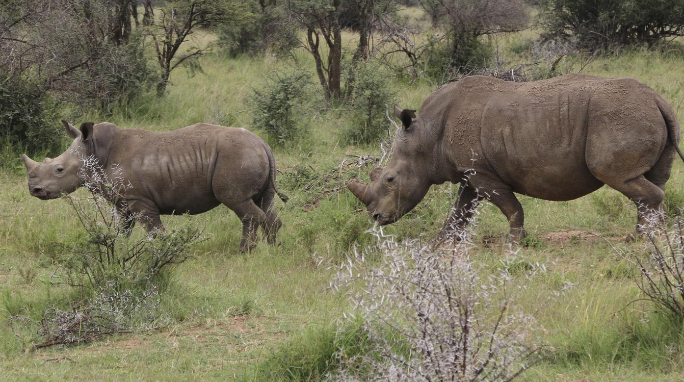 生活於南非的犀牛。(資料圖片)