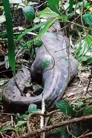 巨蟒「撐成人形」。(互聯網)