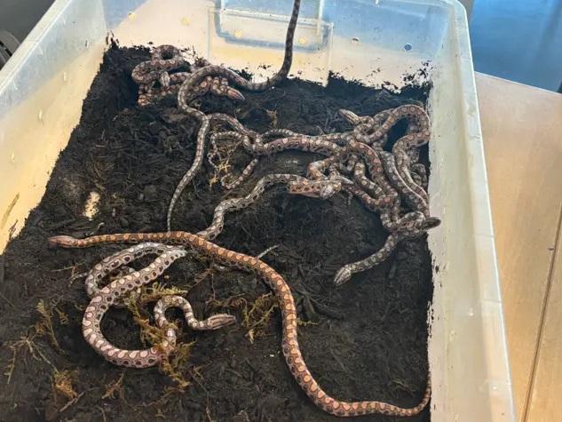 巴西彩虹蟒Ronaldo生產的小蛇。(互聯網)