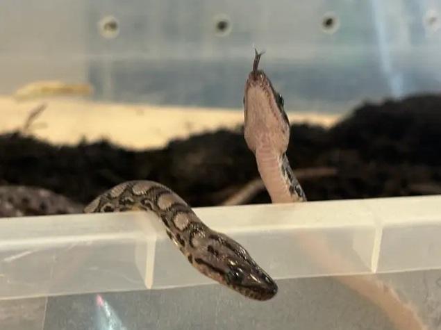 巴西彩虹蟒Ronaldo生產的小蛇。(互聯網)