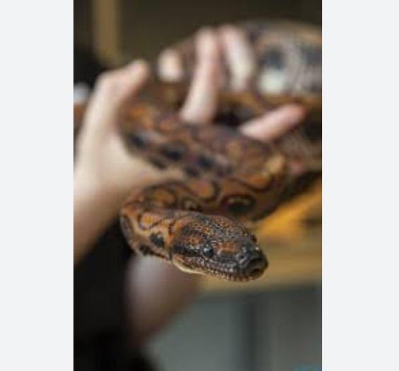 巴西彩虹蟒Ronaldo。(互聯網)