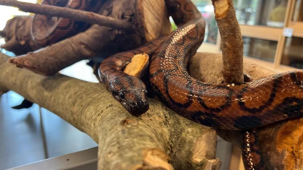 巴西彩虹蟒Ronaldo。(互聯網)