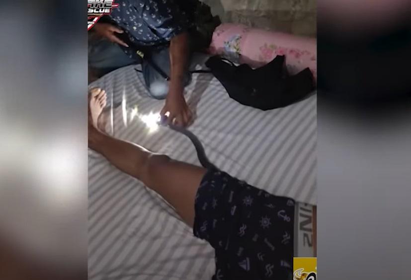 專家捉著眼鏡蛇。(互聯網)