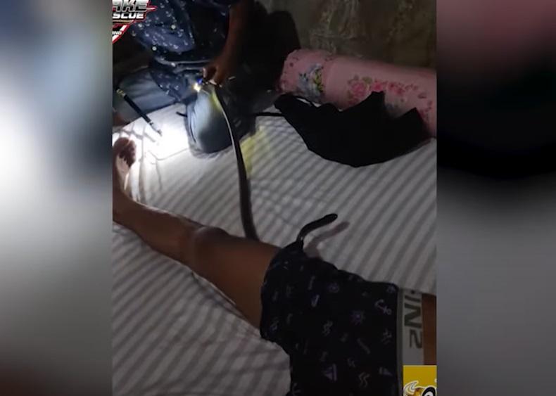 把眼鏡蛇拉出褲管。(互聯網)