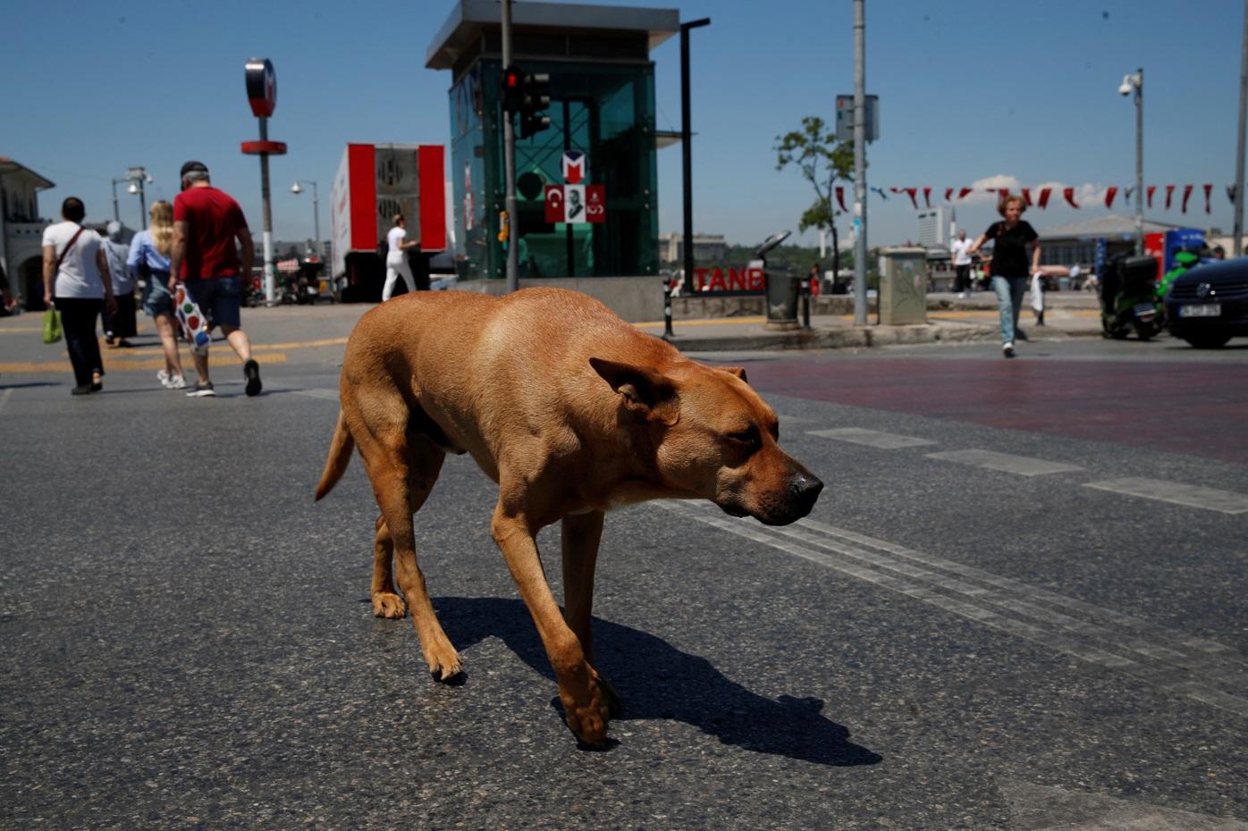 伊斯坦堡街頭一隻流浪狗。(路透社)