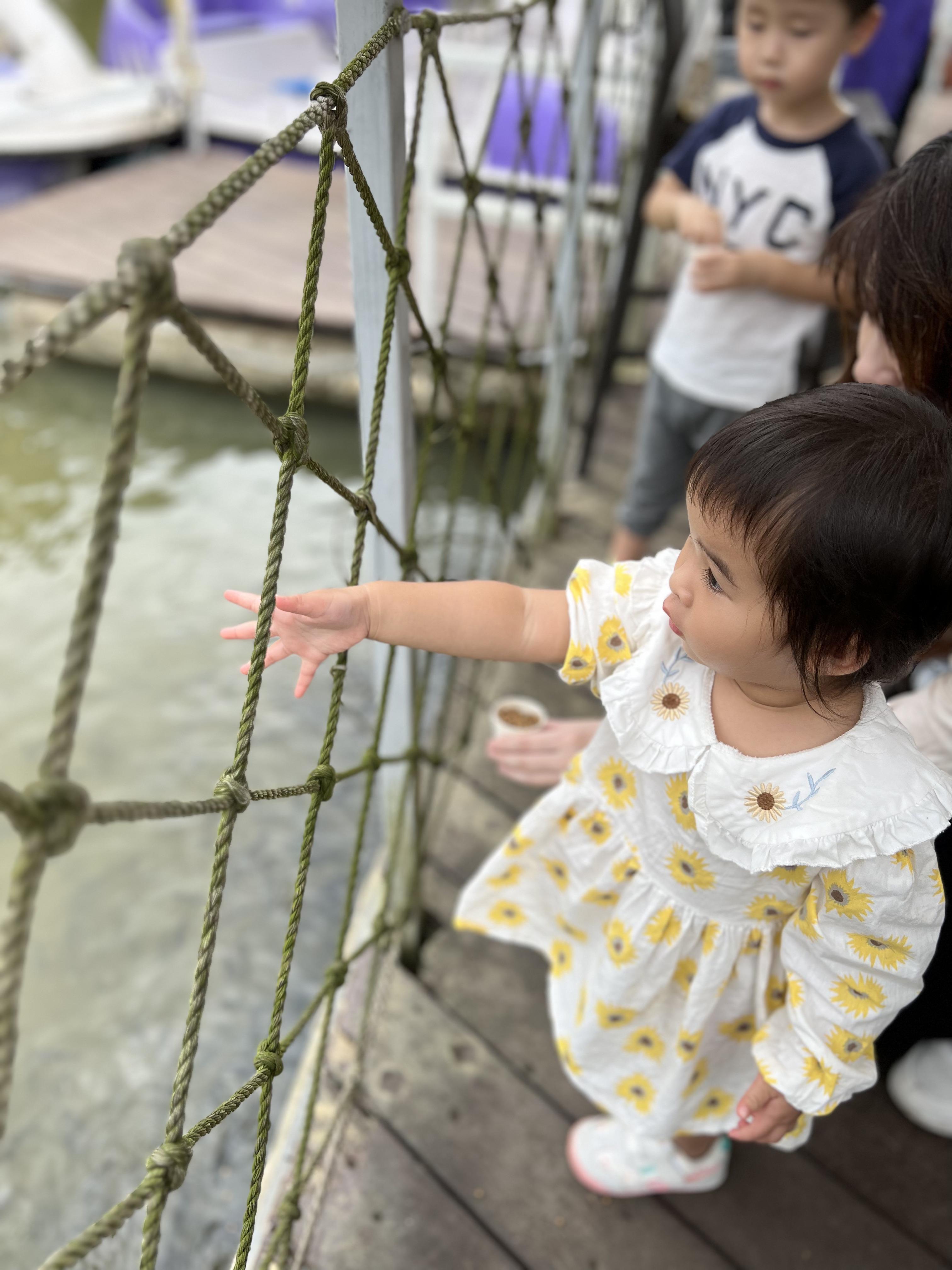 親子農莊推介|2. 大埔蝶豆花園內有大池塘,可供餵魚,小朋友看到魚魚都興奮大叫