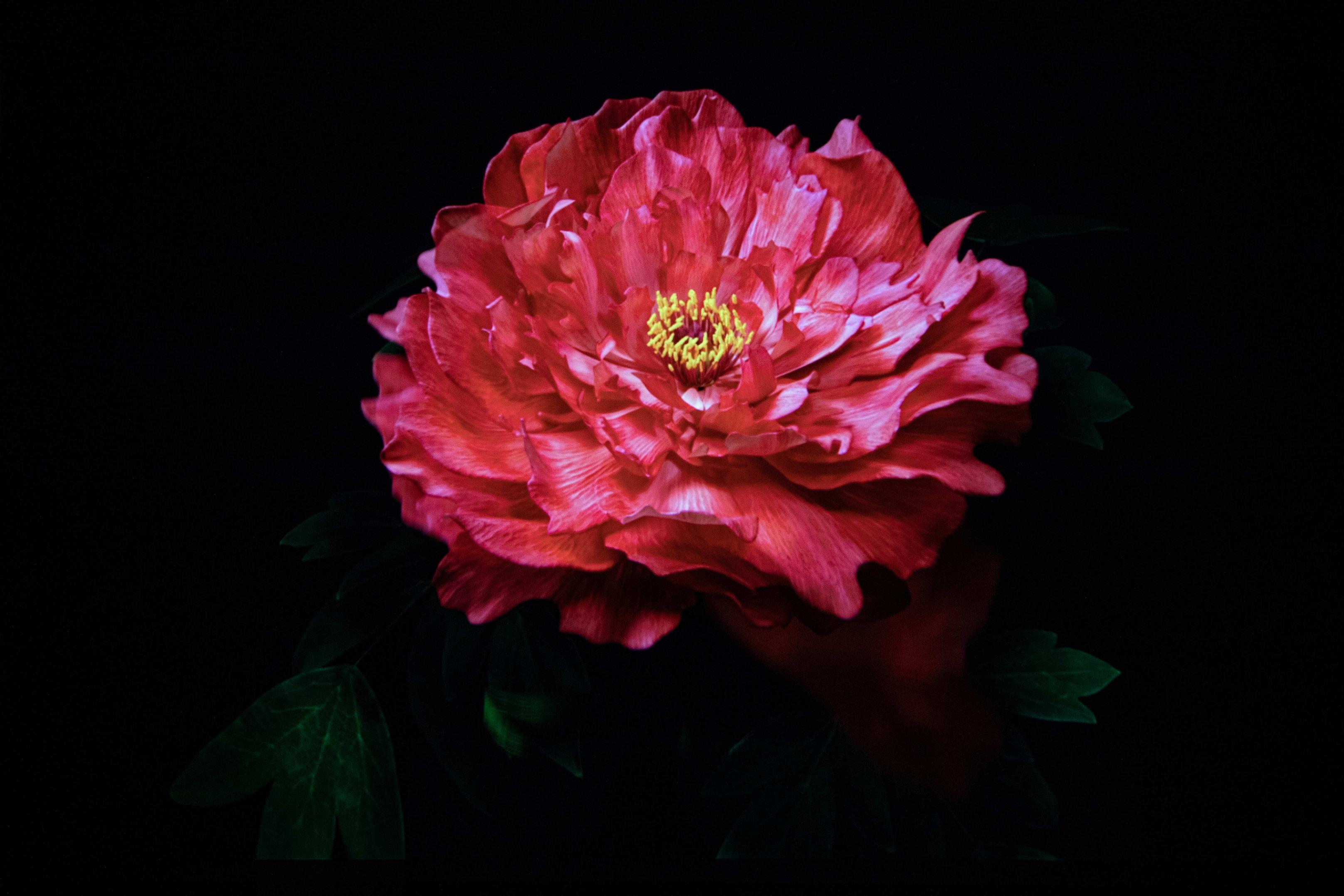 是次全新展品包括全港首展的《牡丹圖》