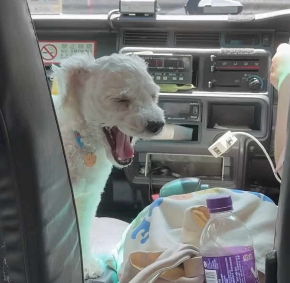 有網民近日坐的士時,驚喜發現女司機帶同愛犬開工,更安排牠坐前座座位,(Threads)