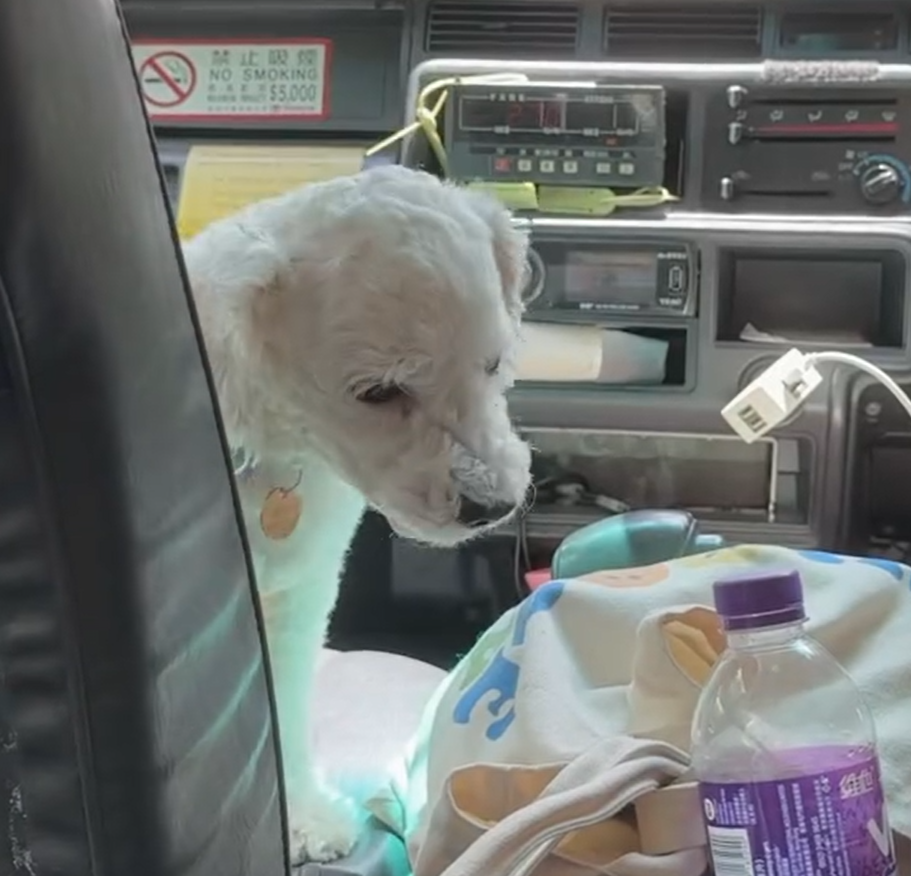 有網民近日坐的士時,驚喜發現女司機帶同愛犬開工,更安排牠坐前座座位,(Threads)