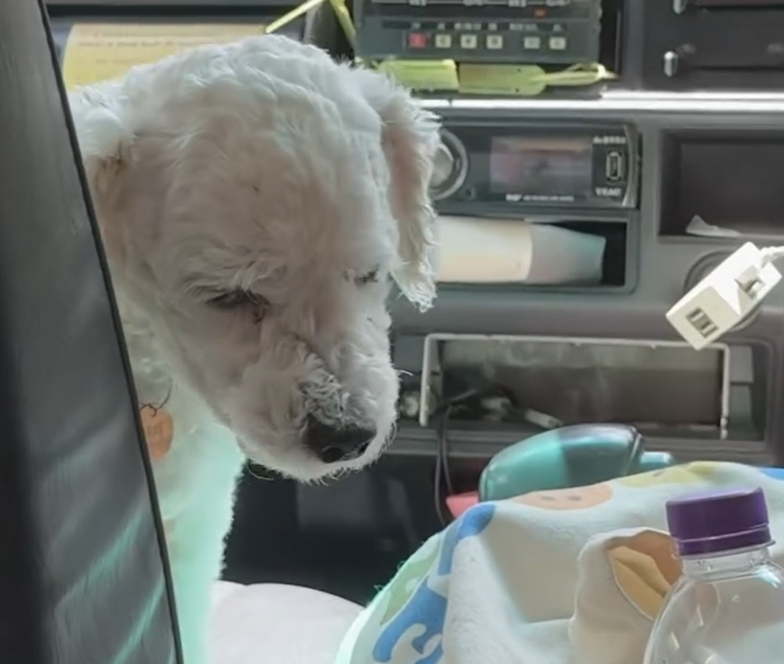有網民近日坐的士時,驚喜發現女司機帶同愛犬開工,更安排牠坐前座座位,(Threads)