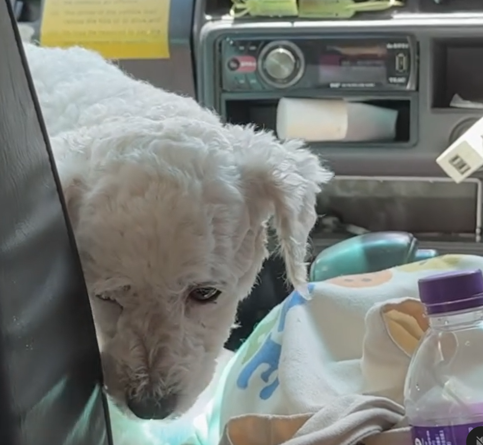 有網民近日坐的士時,驚喜發現女司機帶同愛犬開工,更安排牠坐前座座位,(Threads)