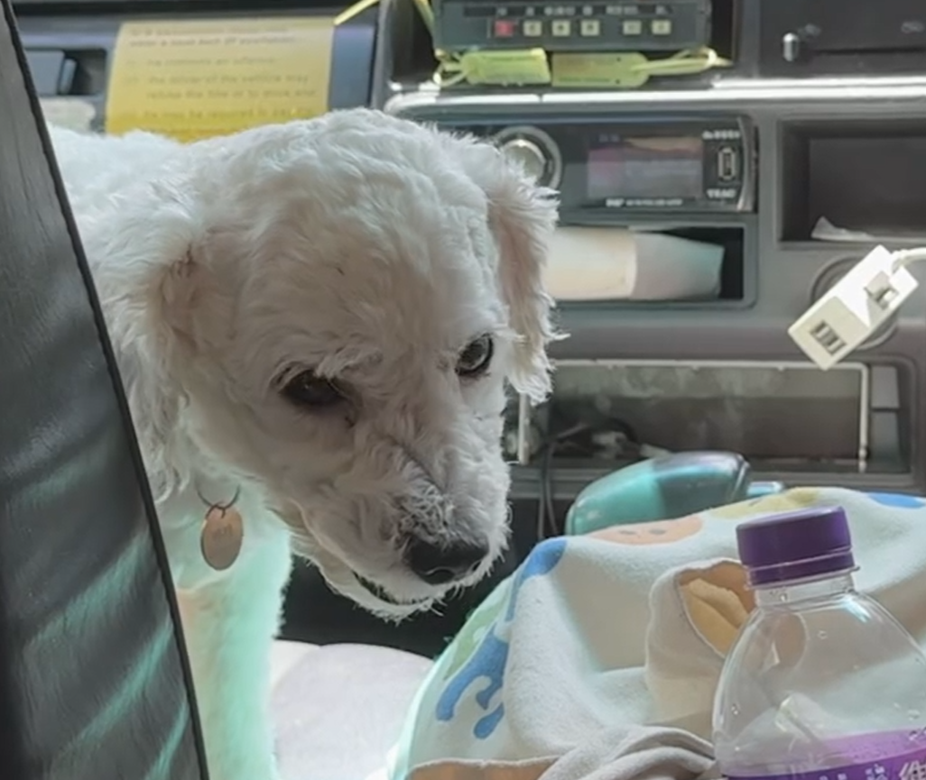 有網民近日坐的士時,驚喜發現女司機帶同愛犬開工,更安排牠坐前座座位,(Threads)